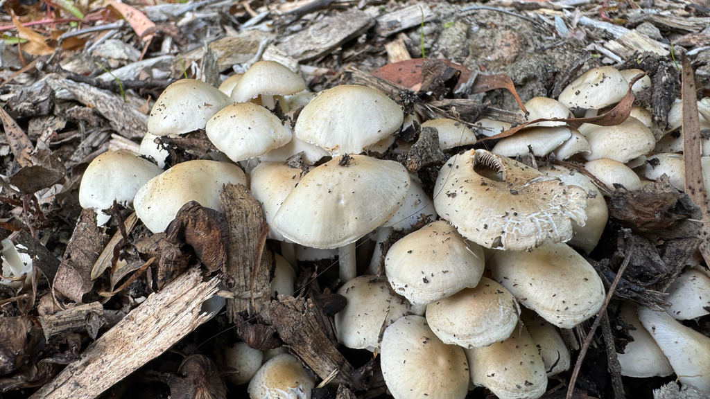 Candolleomyces candolleanus · February 2026 · photo: © frankashwood (iNaturalist, cc-by)