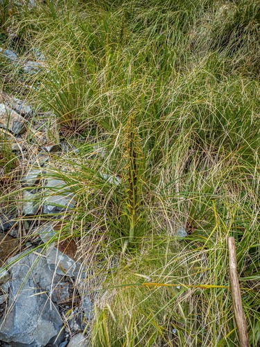 Aciphylla crenulata, photograph 6
