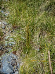 Aciphylla crenulata, photograph (c) Cara-Lisa Schloots, some rights reserved (CC BY)