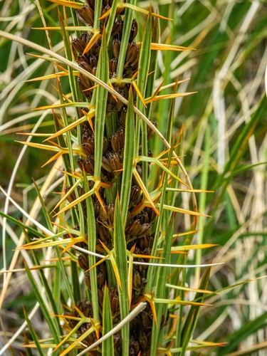 Aciphylla crenulata, photograph 5