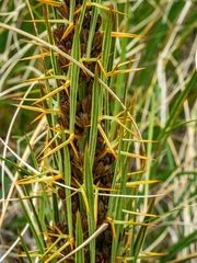Aciphylla crenulata, photograph (c) Cara-Lisa Schloots, some rights reserved (CC BY)