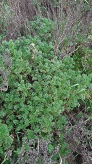 Artemisia campestris maritima