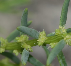 Suaeda linearis
