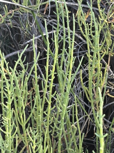 Pacific Glasswort (Salicornia pacifica)