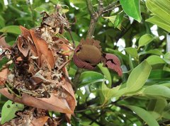 Cinnamomum burmanni