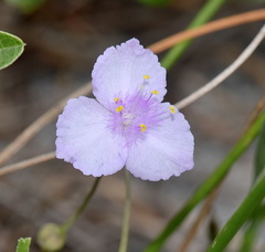 Callisia ornata