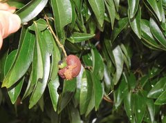 Cinnamomum burmanni