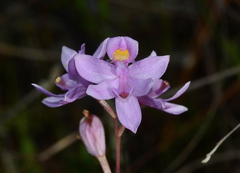 Calopogon multiflorus