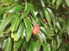 Cinnamomum burmanni