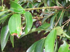 Cinnamomum burmanni