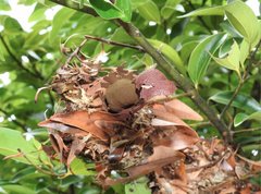 Cinnamomum burmanni