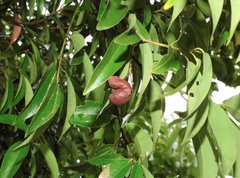 Cinnamomum burmanni