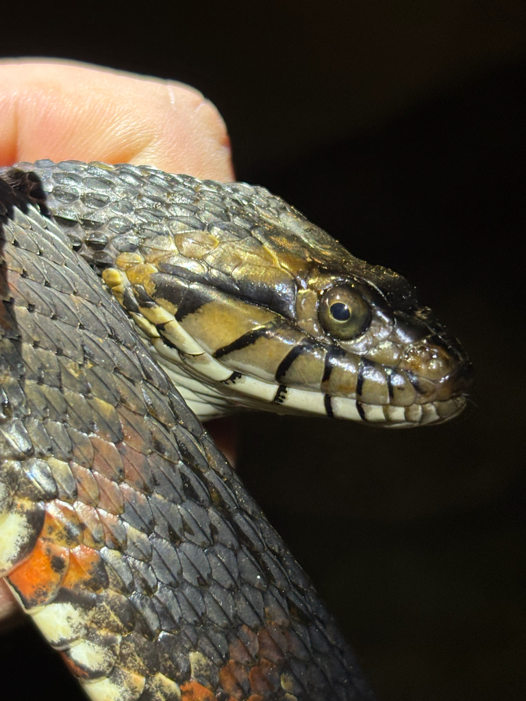 Banded Watersnake in February 2026 by abbeyshi · iNaturalist