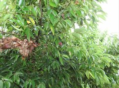 Cinnamomum burmanni