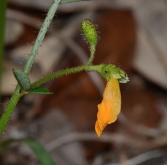 Chapmannia floridana
