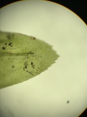 Thamnobryum neckeroides