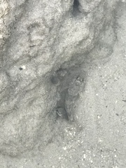 Bathygobius soporator