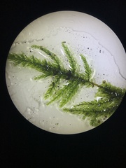 Thamnobryum neckeroides