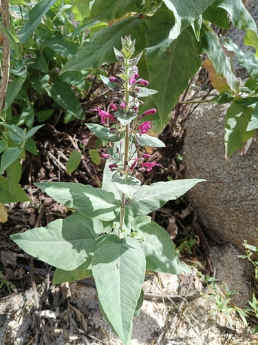 Baja Pitcher Sage (Lepechinia hastata)