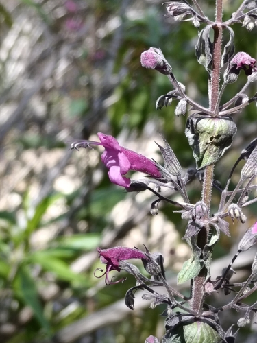 Lepechinia hastata, photograph 5