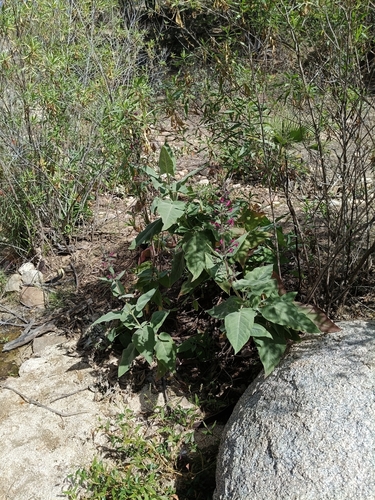 Lepechinia hastata, photograph 6