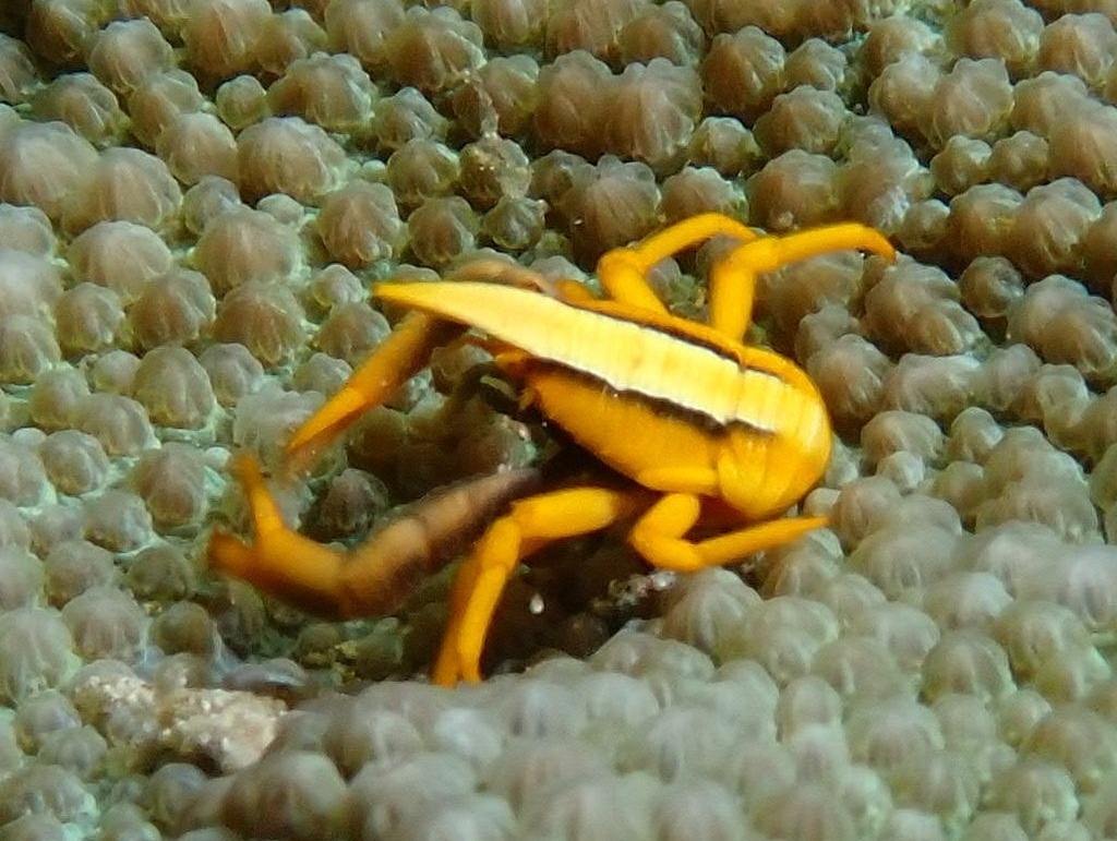 Baba's crinoid squat lobster (Allogalathea babai)
