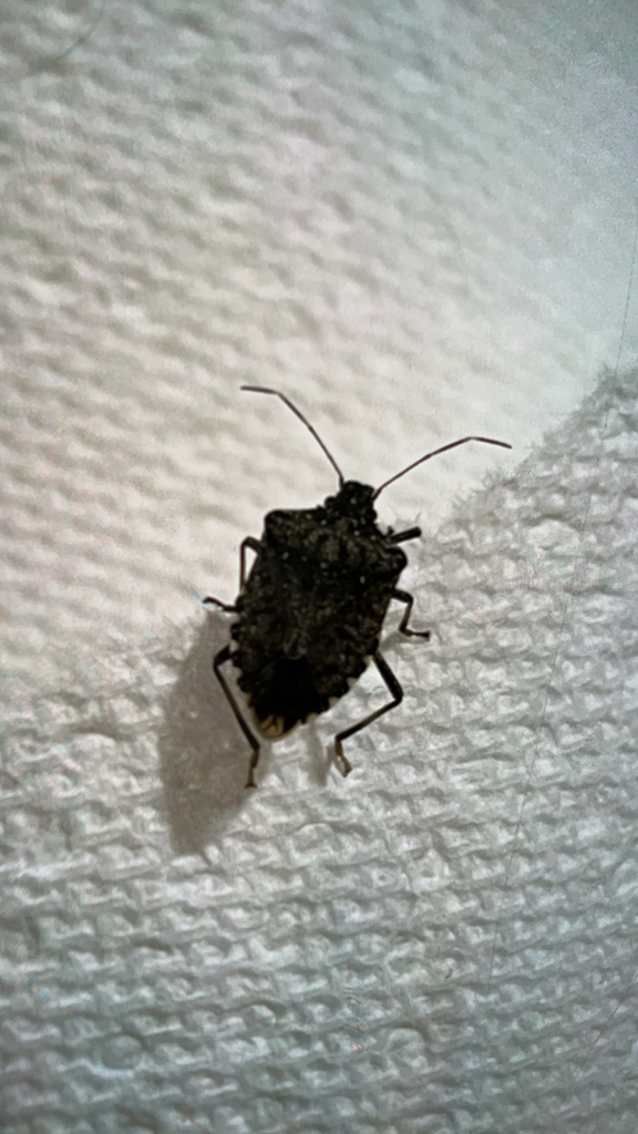 Brown Marmorated Stink Bug in February 2026 by Anastacia De Santiago ...