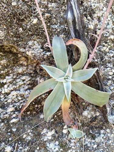 Cape Liveforever (Dudleya nubigena)