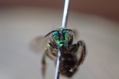 Augochloropsis ignita