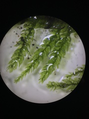 Thamnobryum neckeroides
