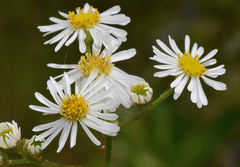 Erigeron vernus