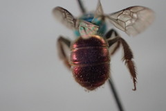 Augochloropsis ignita
