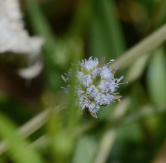 Eryngium baldwinii