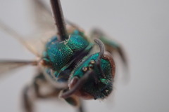 Augochloropsis ignita