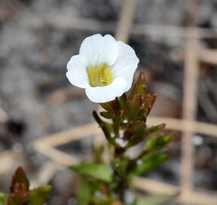 Gratiola ramosa