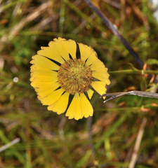 Helenium pinnatifidum