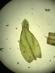 Thamnobryum neckeroides