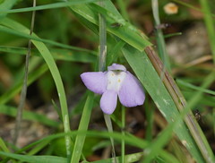 Mazus pumilio