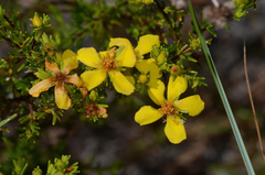 Hypericum limosum