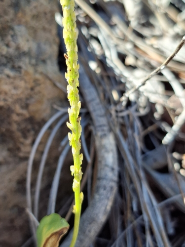 Chiricahua Adder's Mouth (Malaxis macrostachya)