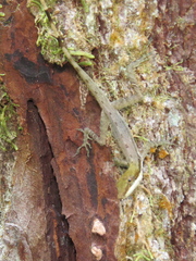 Anolis limifrons