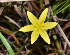 Hypoxis juncea