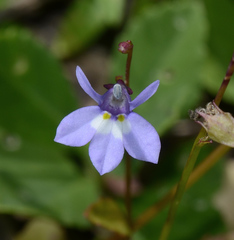 Lobelia homophylla