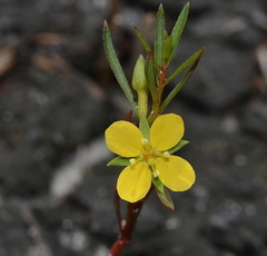 Ludwigia linifolia