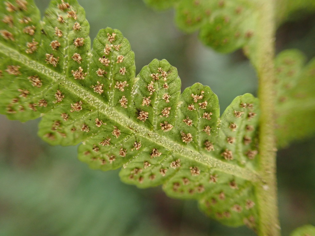 Stiff star-hair fern