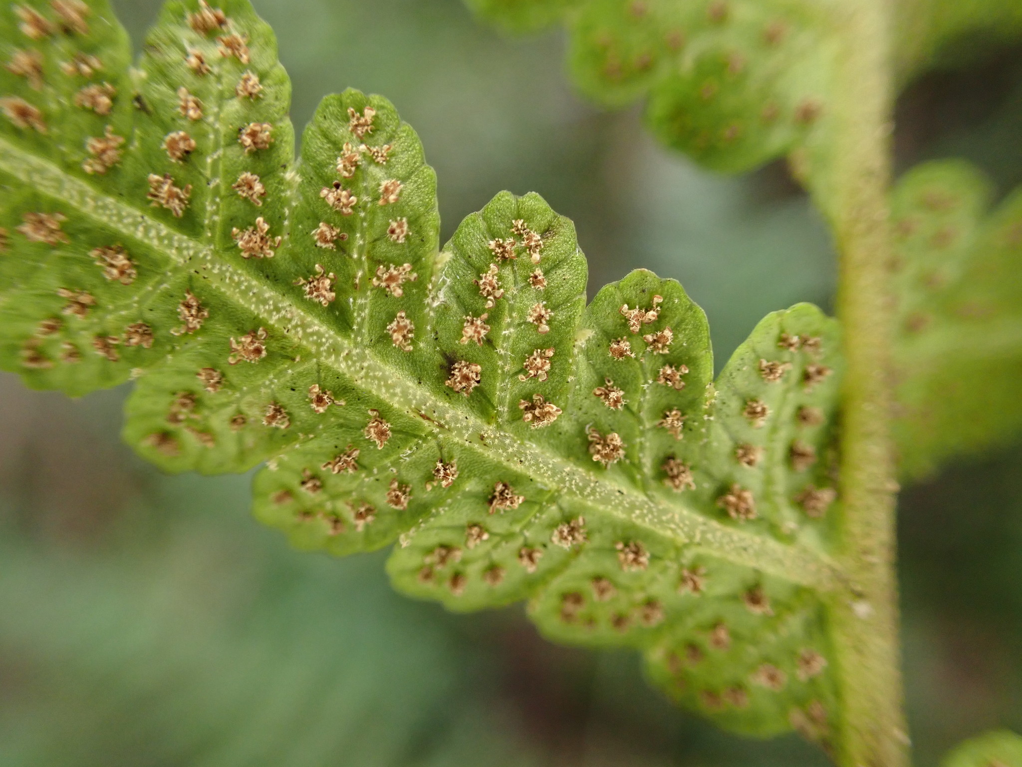 Goniopteris sclerophylla