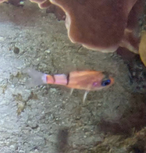 Belted cardinalfish (Apogon townsendi) — Apogonidae — 5