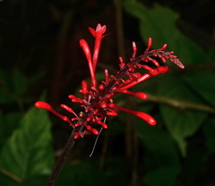 Odontonema cuspidatum