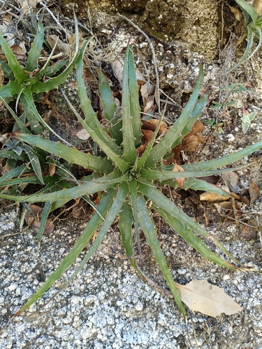 Mountain Hechtia (Hechtia montana)