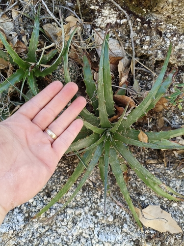 Hechtia montana, photograph 6
